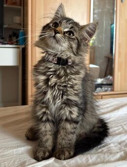 Langhaar Mix Katze, Kitten, 14 Wochen alt mit Gen Test - Calvörde