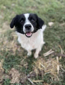 Houdini sucht liebevolles zu Hause - Brühl (Baden-Württemberg)