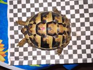 Breitrandschildkröten (TM) aus 2021 abzugeben - Rastow
