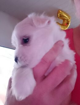 Maltipom Welpen Malteser Pomeranien Welpen - Merenberg (Marktflecken)