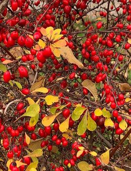 Schönau am Königssee: Prima 2 Zimmer-Dachgeschosswohnung - Schönau (Königssee)