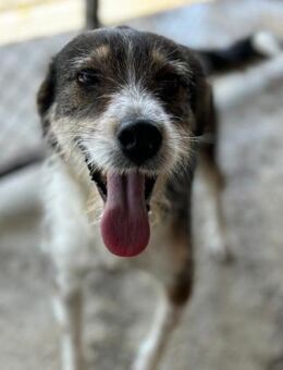 Aufgeschlossener, herzensguter IDEFIX! - Korschenbroich