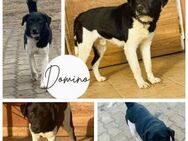 DOMINO PP Zarte Seele sucht sein Mensch - Neustadt (Rübenberge)