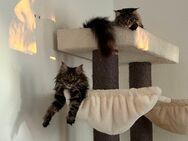 Zwei Maine-Coon Katzen zu verkaufen - Annaberg-Buchholz