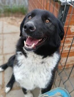 ✨Fröhlicher Gefährte Mardy✨ - Eislingen (Fils)