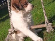 Kooiker/Kooikerhondje - Sustrum