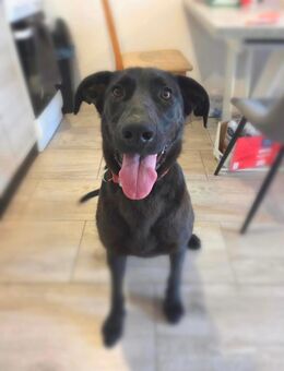 Asha, 1,5 Jahre alt, Labradormix sucht dringend eine aktive Familie - Pasewalk Zentrum