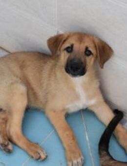 Bady toller Welpe sucht Sie Ho - Ludwigshafen (Rhein)