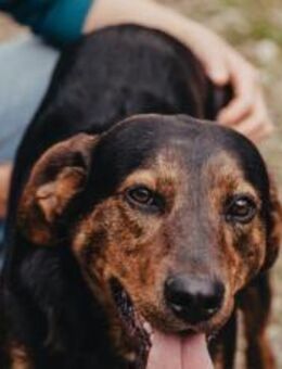 Frederick sucht ein Zuhause - München