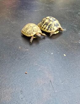 Griechische Landschildkröten - Meersburg