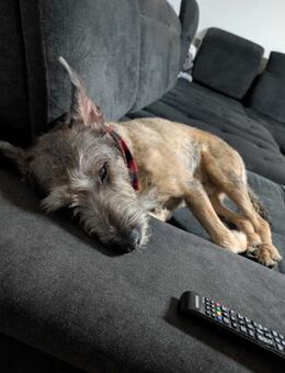 SCOTTY - menschenbezogen verschmust - Overath