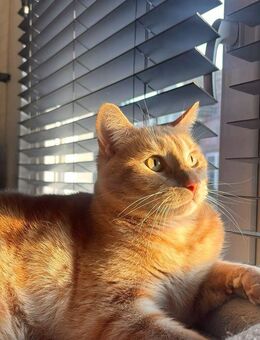 Liebevolle Katze sucht neues Zuhause - Berlin