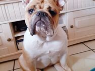 Englische Bulldogge sucht neues Zuhause - Ahlen