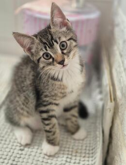 Kitten - Kätzchen 12 Wochen alt - Kiel Friedrichsort