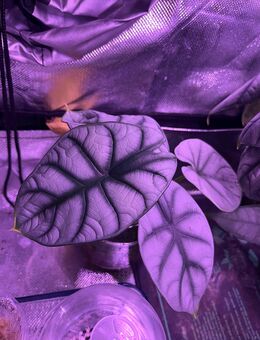 Alocasia Silver Dragon Jungpflanze - Oststeinbek
