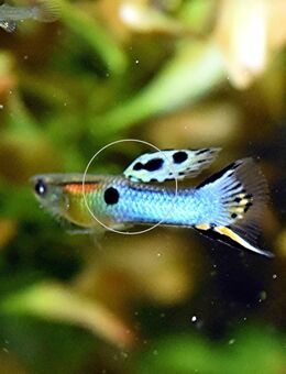 Japan Blue, Endler, Guppy, RARITÄT, reinerbig - Mechernich