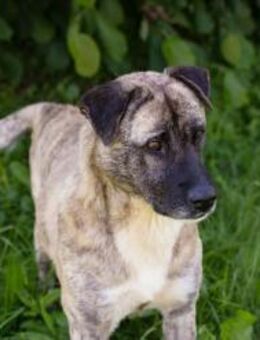 WILSON - Senior in Aktion - Overath