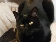 Schwarz Katze 2 Jahre Alt - Hamburg