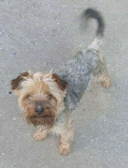 Jori sucht ein liebevolles Zuhause - Berlin