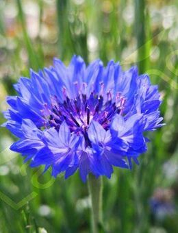 Blaue Kornblumen Samen Kornblume blau Bienen Hummel Insekten Korn Kornblumensamen Kormblumenfeld Zierblume Gartenpflanze insektenfreundliches Saatgut Kornfeld leuchtend blaue Blüten Geschenk Saat Frühling SWR Vatertag Blumenwiese - Pfedelbach