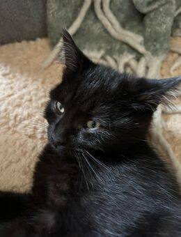 Babykatzen / Kitten in ein liebevolles Zuhause abzugeben 🥰 - Niederelbert