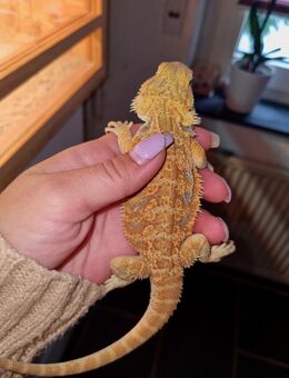Farbbartagamen Jungtiere ( pogona vitticeps) NZ 06 2025 nur noch 2 Stück - Offstein