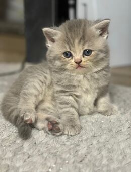 Katzenbabys - Schortens