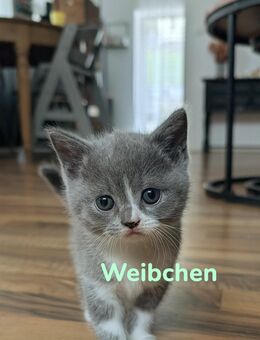 Reinrassige BKH Kitten - Gummersbach Zentrum