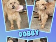 Hübscher Dobby sucht nette Familie! - Nürnberg