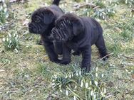 Shar Poo Doodle Welpen - Shar Pei Pudel Rüden und Weibchen - Naumburg (Saale)