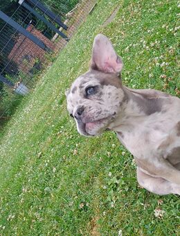 Französische Bulldoggen Welpe - Duisburg