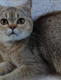 Süße BKH Kitten - Unterschleißheim