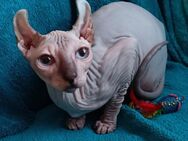 Vier zuckersüße Sphynx und Elf Sphynx Kitten ab sofort abzugeben - Weibersbrunn