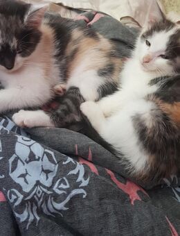 Maine Coon Bkh mix kitten - Wuppertal