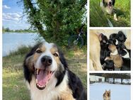 9 Border Collie x Border/ Labrador Welpen, Auszug ab der vollendeten 12 Woche! - Möckern Grabow