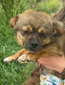 Rex; bewegungsfreudiger Handicap-Hund - Geilenkirchen