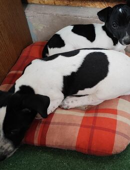 Jack Russell Welpen - Röckingen
