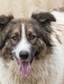 freundlicher Rüde Mogli - Kallmünz