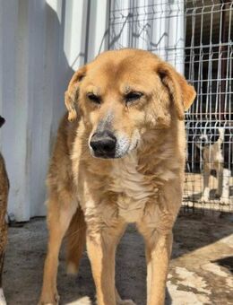 FRED sucht Gnadenplatz - Neuberg