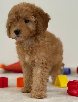Maltipoo Welpe Malteser Pudel Welpen Apricot Hündin - Lohne (Oldenburg)