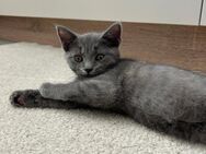 Noch 3 Kitten in liebevolle Hände abzugeben! - Bonn Venusberg