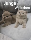 BKH Kitten vorverkauf- reservierung in 47809