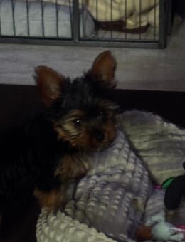 Yorki Terrier - Laage Breesen