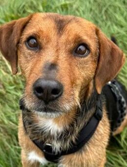 Blöki muss endlich ankommen! - Mildstedt