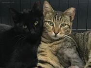 liebe Schwestern Momo und Mimi - Geisenheim