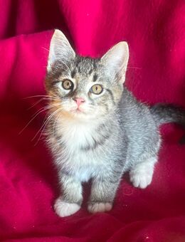 Letzte Glückskatze - Sibirische Katze / Neva Masquarade x Hauskatze / Mix - Merseburg