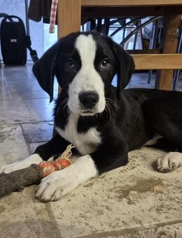 Lupo auf der Suche nach seinen Herzensmenschen! - Kirburg