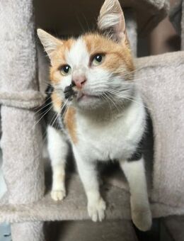 Melly - bunte Kuschelprinzessin - Idstein