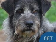 Sportlicher Piet sucht seine Menschen - Tarmstedt