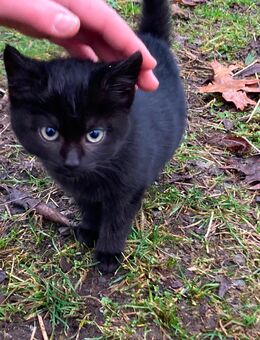 1schwarzes Kätzchen - Hameln